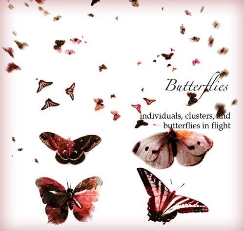 高清晰蝴蝶笔刷&nbsp;