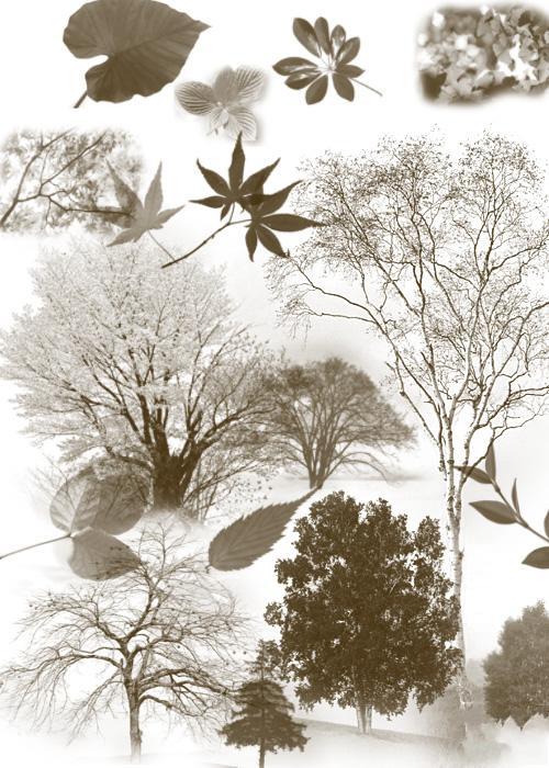 25款高清晰树木和树叶PS笔刷