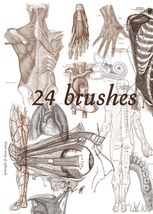 24款高清晰人体解剖图案PS笔刷