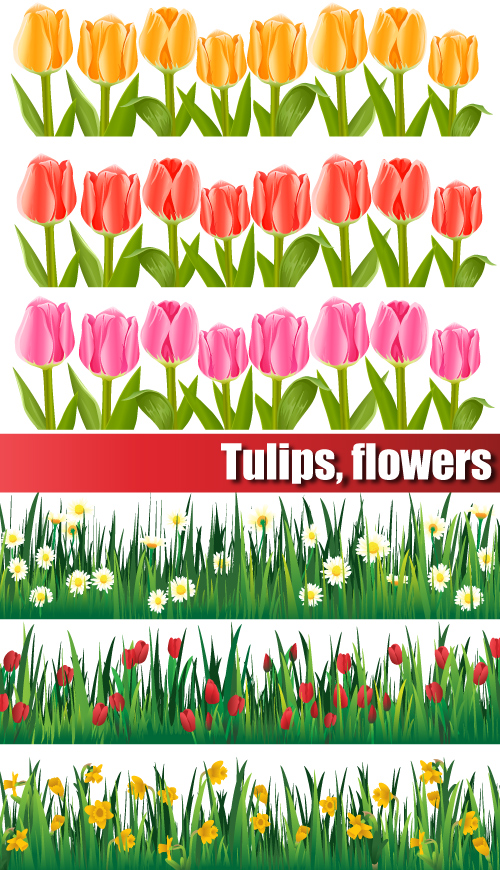 Colorful tulips Vector
