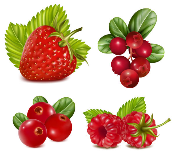 Fruit Picture 03 - vector material