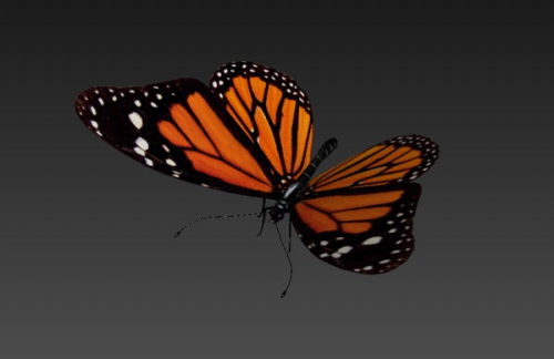 butterfly 3d models