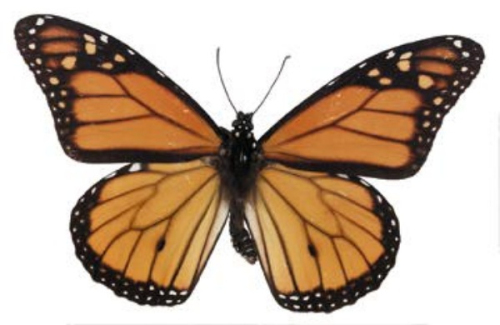 Brown butterfly 3d model