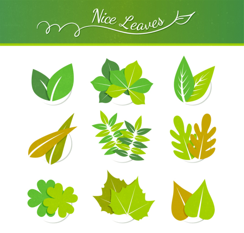 9 delicate leaves design vector